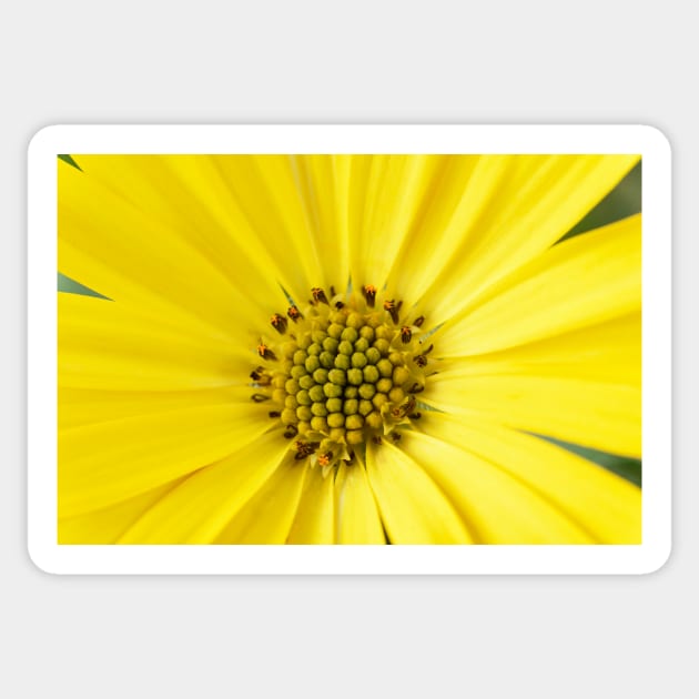 Osteospermum  &#39;Sunny Asti&#39;  African daisy  Sunny Series Sticker by chrisburrows